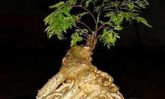 Mãn nhãn những cây đinh lăng bonsai  "độc nhất vô nhị "
