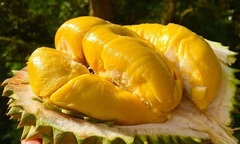 Sầu riêng cái hay đực ngon hơn