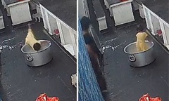 Ngã vào nồi sữa nóng, bé gái 17 tháng tuổi tử vong thương tâm