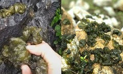 Sững sờ loại  "rau " kỳ quái ở Ninh Bình, mọc sau mưa, trong như thạch, muốn ăn phải liều mình trèo lên đỉnh núi