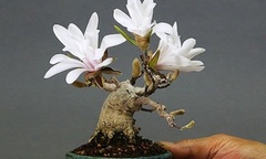 Chiêm ngưỡng bonsai Hoa Mộc Lan khiến nhiều người mê đắm