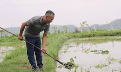 Choáng: Nông dân Nghệ An nuôi con vật  "bình dân " hái ra 8 tỷ mỗi năm sau khi vỡ nợ 1,2 tỷ