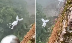 Khoảnh khắc hiếm có: Đàn chim  "lạ " lông trắng muốt, đuôi dài thướt tha bay lượn giữa không trung