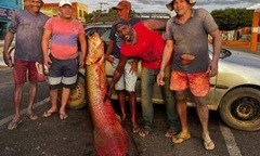 Clip: Cận cảnh  "thủy quái " khổng lồ dài hơn 2m, nặng 92kg sa lưới ngư dân