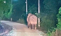 Clip: Đang kiểm tra rau trong vườn, người đàn ông 79 tuổi bất ngờ bị voi hoang dã đi lạc tấn công tử vong