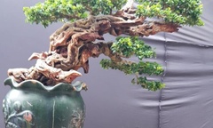 Ngắm nhìn bonsai kỳ dị giống  "củi khô " nhưng khiến giới chơi cây cảnh mê đắm