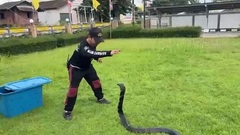 Thót tim cảnh người đàn ông dùng tay không bắt sống rắn hổ mang chúa cực độc dài 3m