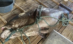 Clip: Cận cảnh  cá mú khổng lồ nặng 194 kg mắc lưới ngư dân, 6 người khiêng mới xuể