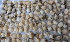 Nuôi con vật  "siêu đẻ ", 8X bỏ túi 25 triệu/tháng, bán trứng đã thu tiền triệu mỗi ký