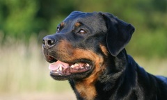 Bé trai 2 tuổi bị hai con chó cắn tử vong thương tâm tại nhà trẻ không có giấy phép ở Mỹ