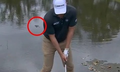 Clip: Người chơi golf “hết hồn” phát hiện cá sấu dài 6 mét rình rập phía sau