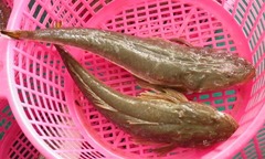 Loài cá có tên độc, thịt ngon  "nức tiếng ", được dân sành ăn săn lùng
