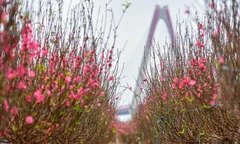  "Chốt " nghỉ Tết Nguyên đán 2026 kéo dài 9 ngày liên tiếp