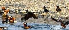 Cụ ông ở Trung Quốc nuôi giống  "vịt lạ ", 14 năm sau mới biết là loài chim cực kỳ quý hiếm