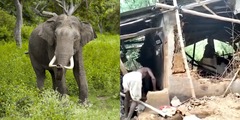 Thương tâm: Hai bà cháu bị voi rừng giẫm tử vong khi đang ngủ trong nhà ở Ấn Độ