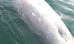 Xác sinh vật  "lạ " nặng hơn 100 kg  trôi dạt vào bờ biển ở Thái Lan