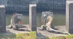 Sinh vật khổng lồ  "y như Godzilla " ngồi chễm chệ trên phố, cảnh tượng khiến người dân xôn xao
