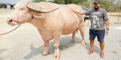 Con trâu màu hiếm được bán với giá 12 tỷ đồng, anh nông dân  "đổi đời " chỉ sau một đêm