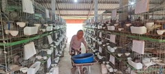 Nuôi con vật ai cũng biết, ông nông dân Hải Phòng ung dung  "hốt " 500 triệu/năm