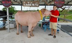 Cận cảnh loài trâu có màu  "lạ ", được săn lùng với giá siêu đắt đỏ