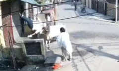 Clip: Con bò hoang hung dữ, húc cụ ông tử vong