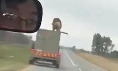Clip: Sư tử tẩu thoát khỏi cũi, đứng ngênh ngang trên nóc xe tải đang chạy