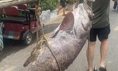 Ngư dân bắt được cá quý hiếm nặng 160kg, giá trị  "khủng " gây xôn xao