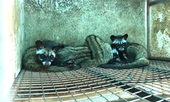 Nuôi con “ngủ ngày cày đêm” bán cho “nhà giàu”, thu về gần 1 tỷ đồng/năm