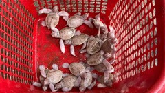 17 con vật có mai trắng ngà, mắt đỏ hồng trong suốt hiếm gặp, vừa chào đời ở Côn Đảo