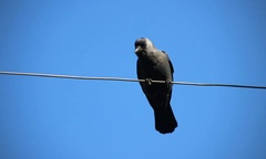 Cảnh báo: Nếu sở hữu những màu xe này, bạn có thể tốn hơn 12 triệu/năm chỉ để dọn phân chim!