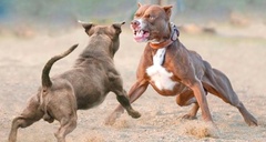 Cụ ông 81 tuổi nguy kịch sau khi bị 7 con pitbull tấn công
