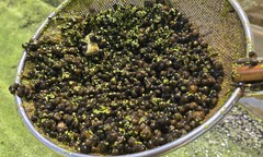 Nuôi con đặc sản, lừ đừ dưới ao, anh nông dân trả sạch nợ 1,2 tỷ, xây cơ ngơi tiền tỷ khiến cả làng nể phục