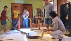 Trăn khổng lồ dài hơn 5m treo  "lơ lửng " trên trần nhà