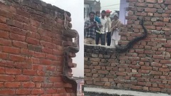 Kĩnh hãi cảnh trăn  "khồng lồ " dài gần 5m  "bám chặt " vào tường nhà dân