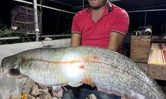 Cần thủ ở Hưng Yên bắt được cá nheo  "khủng " 32kg, bán ngay cho nhà hàng giá 10 triệu đồng