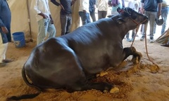 Chiêm ngưỡng con trâu  "khổng lồ " nặng 1500 kg, giá trị lên tới 68,5 tỷ đồng