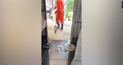 Clip: Bắt sống rắn hổ mang dài 2,1 mét cuộn tròn trên sàn nhà