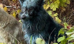 Bầy chó có bộ lông màu xanh lam sáng khác thường, xuất hiện gần nhà máy điện hạt nhân Chernobyl