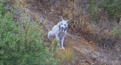 Cận cảnh con linh miêu Iberia quý hiếm với bộ lông  "trắng như tuyết, đôi mắt như xuyên thấu "