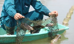 Nuôi con  "nằm lì dưới ao ",  "nhả " ra hạt ngọc, 2 bố con ở Hà Tĩnh  "lãi đậm "