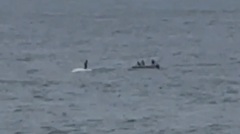 Clip: Người đàn ông cưỡi trên cá voi lưng gù ngoài khơi Sydney, chính quyền vào cuộc điều tra