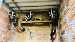 Bỏ nghề chăn nuôi bấp bênh, chị nông dân Hà Tĩnh  "quay xe " nuôi đặc sản chưa ai dám thử, thu 5 tỷ/năm