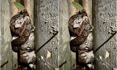 Clip: Sau tiếng động lạ, người đàn ông phát hiện cảnh  "nổi da gà " giữa ban đêm