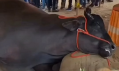 Clip: Cận cảnh con trâu khổng lồ trị giá 62 tỷ đồng bất ngờ tử vong ngay tại hội chợ