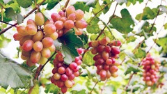 Bỏ lúa, anh nông dân liều mình trồng thứ quả  "khó chiều " xứ nóng, 5.000m2 trĩu trái  "hốt bạc "