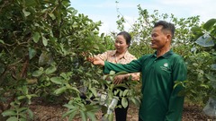  "Cãi " vợ, ông nông dân Cần Thơ  "làm liều " trồng cây  "lạ " nay hốt bạc, kiếm 400 triệu  "ngon ơ "