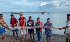 Phát hiện cá  "ngày tận thế " dài 3,5 mét trôi dạt vào bờ biển ở Philippines