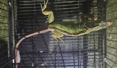 Tin tức thời sự ngày (5/11): Thả rồng Nam Mỹ nặng 1,7kg về môi trường tự nhiên