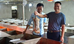 Bỏ việc kỹ sư lương 15 triệu, chàng trai 34 tuổi về quê  "vật lộn " với dúi, 5 năm sau thu 2 tỷ