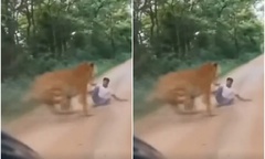 Clip: Sự thật bất ngờ sau cảnh  "rùng rợn " hổ dữ lao ra vồ người đàn ông 